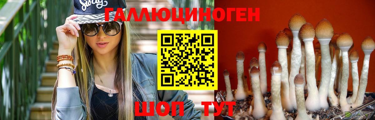 Галлюциногенные грибы Psilocybine cubensis Лениногорск